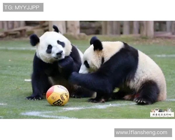 世界足球明星熊猫的传奇旅程与全球球迷的热爱交织在一起 世界足球明星熊猫的传奇旅程与全球球迷的热爱交织在一起